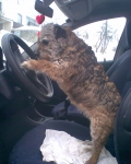 Benzin, nebo diesel?