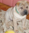 Němé tváře a já (01-2008)